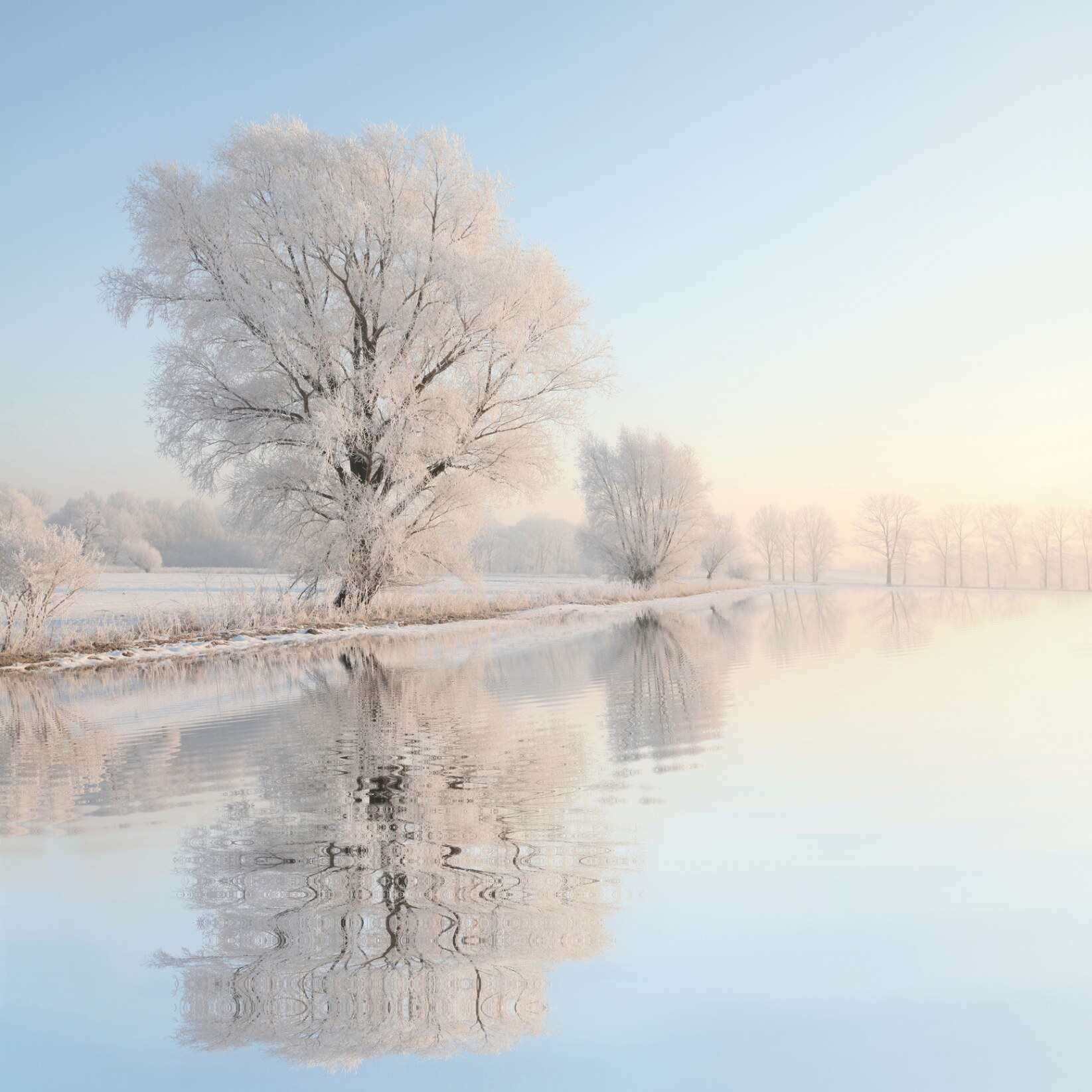 Frosted tree reflected in still water